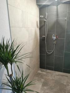 a shower stall with a plant in a bathroom at Landhaus Oberzinnegg in Saalbach-Hinterglemm