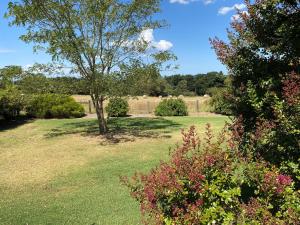 a field with a tree and some bushes at Farmhouse in the heart of wine country, 10 minutes to beach in Hastings