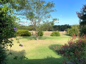 a lawn with a tree in the middle of a yard at Farmhouse in the heart of wine country, 10 minutes to beach in Hastings