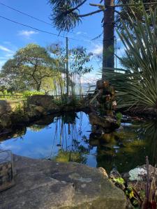 a pond in a garden with a palm tree at Sítio paiol Velho in Cristina