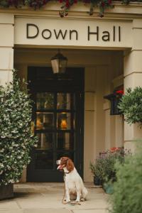 un chien brun et blanc assis devant une porte dans l'établissement Down Hall Hotel, à Bishop's Stortford