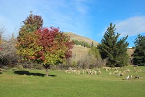 a herd of sheep grazing in a field with a tree at Kau Yatún Hotel Boutique in El Calafate