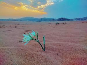 a flower in the sand in the desert at Wadi rum Rozana camp in Wadi Rum