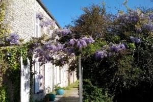 un albero con fiori viola che crescono accanto a un edificio di Maison élégante à Fontenay-sur-Mer avec cheminée a Fontenay-sur-Mer