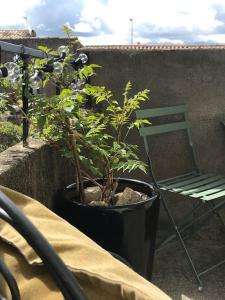 eine Pflanze in einem Topf neben einem Stuhl in der Unterkunft Lovely house with courtyard and terrace near canal du Midi in Trèbes