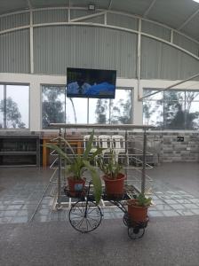 a bike with potted plants in a building with a screen at Estancia Entre Las Nubes in Chachapoyas