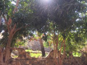 een groep bomen achter een stenen muur bij New Oasis in Bawati