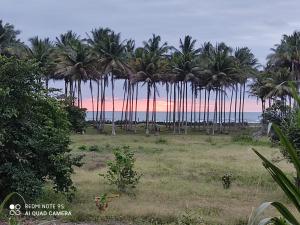 a group of palm trees in a field with the ocean at Hostal TÉ de Menta in Muisne