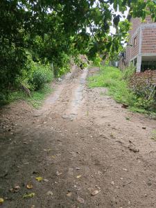 eine unbefestigte Straße mit Blättern auf dem Boden in der Unterkunft Toca in Pipa