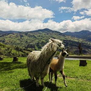 un par de ovejas de pie en un campo en Rancho Valle del Rio, en Cuenca