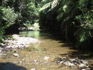 a river in the middle of a jungle with trees at Woodland eco retreat in Parapara 