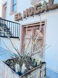 een plantenbak met cactussen en planten voor een deur bij el nogal in Piedras Negras