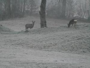 Zvířata v prázdninového domu nebo okolí