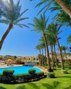 a group of palm trees next to a swimming pool at Hawaii hotels & blend club resort&sea jul& in Hurghada