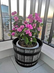 a potted plant sitting on a window sill at Saint Honore Executive 1 Full bed, 1 Sofa bed 1 Pull out bed 2BR in Iloilo City
