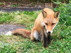 a fox sitting in the grass next to a puddle at Hirafu House 7 in Ōmagari