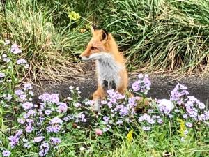 a fox sitting in a field of flowers at Hirafu House 7 in Ōmagari +4 photos