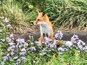a fox sitting in a field of flowers at Hirafu House 7 in Ōmagari