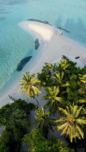 an aerial view of a beach with palm trees at Hudhuvelimaldives in Omadhoo