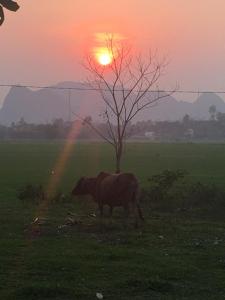 a cow standing in a field with the sunset in the background at Palafita Bungalow in Phong Nha