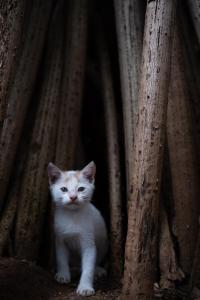 Ospiti di Alass Ga For Pets Lovers con animali domestici