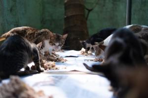 Ospiti di Alass Ga For Pets Lovers con animali domestici