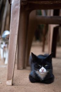 Ospiti di Alass Ga For Pets Lovers con animali domestici