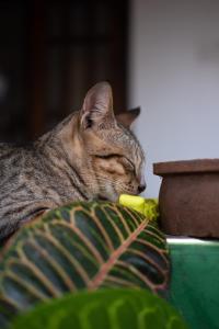Ospiti di Alass Ga For Pets Lovers con animali domestici