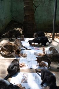 Altri animali domestici presso l'affittacamere o nei dintorni