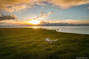 a group of sheep standing on the grass near the water at Ulush Yurts in Song-Kul