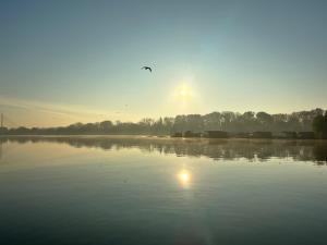 Mynd úr myndasafni af Swan í Belgrad