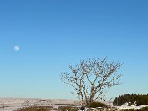 Photo de la galerie de l'établissement Buron Cœur d’Aubrac, à Marchastel