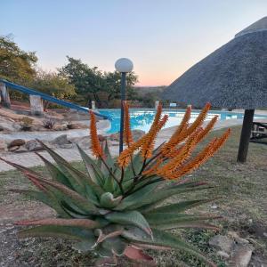 a plant with orange flowers in front of a pool at Hoedspruit River Lodge in Hoedspruit