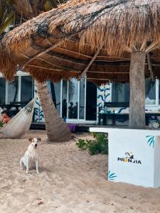 a dog sitting on the beach in front of a resort at Pronoia Casa de Playa in Mahahual