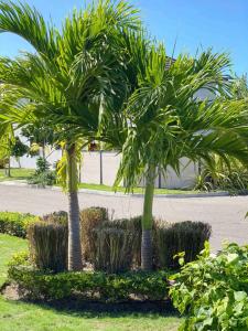 two palm trees in a park with grass at Emerald inn at runaway bay in Runaway Bay