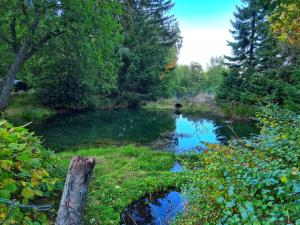 einem Teich inmitten eines Feldes mit Bäumen in der Unterkunft Ferienwohnungen Dorfliebe Dörnberg in Bestwig