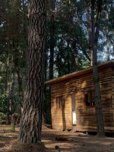 eine Blockhütte inmitten eines Waldes in der Unterkunft Refugio Rabones, Cabañas & Spa Junto al Rio in Colbún Alto