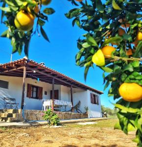 dom z drzewem pomarańczowym przed nim w obiekcie Anastasios House w Koroni