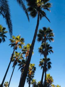 un grupo de palmeras contra un cielo azul en Furgoneta camperizada en Playa de las Américas