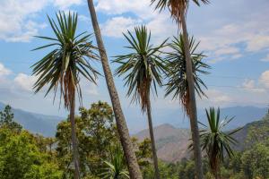 a group of palm trees with mountains in the background at San José del Pacífico Familiar Camino al Cielo in El Pacífico