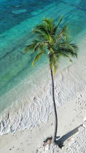 a palm tree on a beach with the water at Island scuba inn in Dhangethi