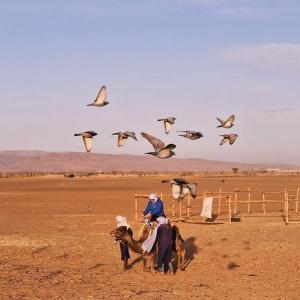 un hombre montando un caballo en un campo con pájaros en Bivouac ZAGORA en Zagora