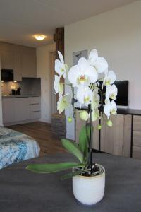 Aan de Dijk في إدام: نبات الأوركيد الأبيض في قدر أبيض في الغرفة