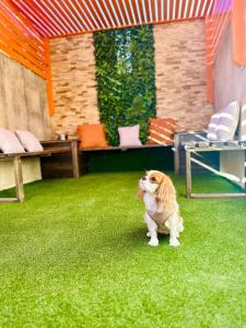 a dog sitting on the grass in a room at Dawlet ix-Xemx Gozo Farmhouse in Kerċem