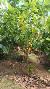 Zahrada ubytování Martinique La petite maison dans la Colline
