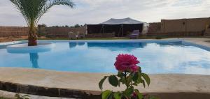 une fleur rose en face d'une piscine dans l'établissement La Siwa, à Siwa