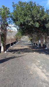 una fila de árboles al lado de una carretera en Buena Vista, Sea View Apto de Oasis Vasiliko , La Asomada, en Tías