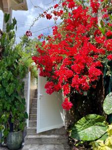 Ein Haufen roter Blumen hängt über einer weißen Tür in der Unterkunft Ti bwa Lodge in Capesterre-Belle-Eau