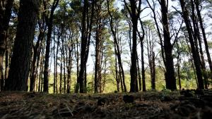 un grupo de árboles en un bosque con hierba en Departamento en Tandil - Céntrico en Tandil