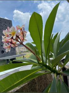 uma planta com folhas verdes e uma flor rosa e branca em Sunny No85 B&B em Toucheng